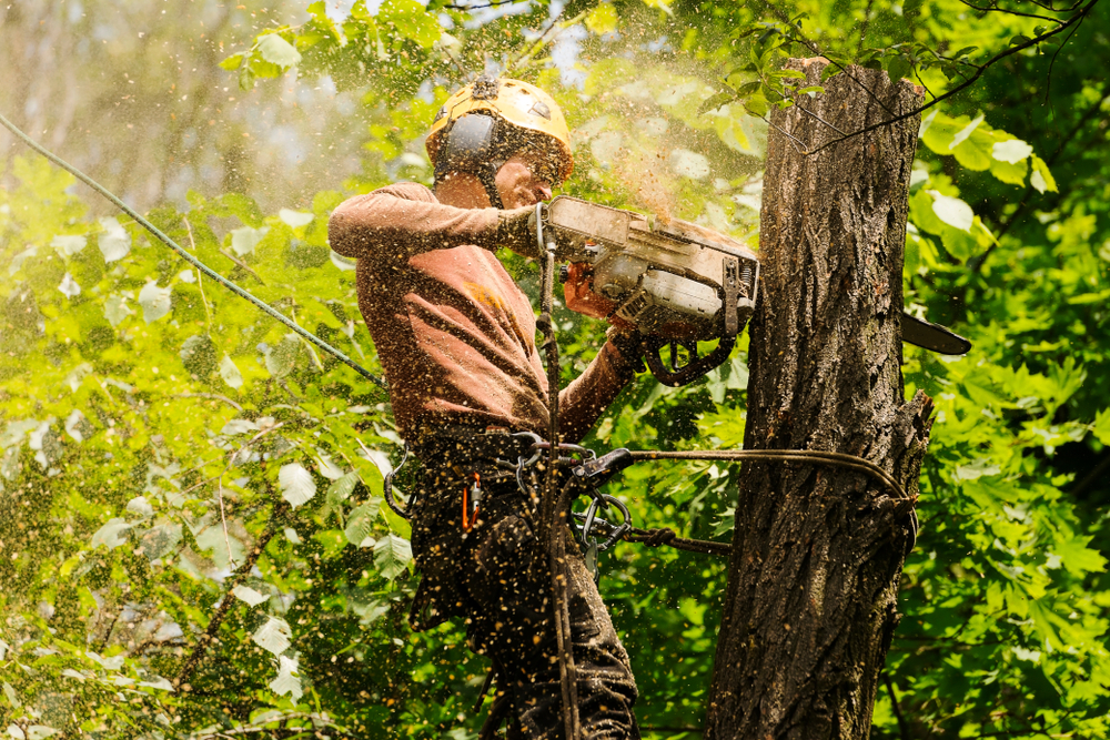 Arborist Qualification Checklist