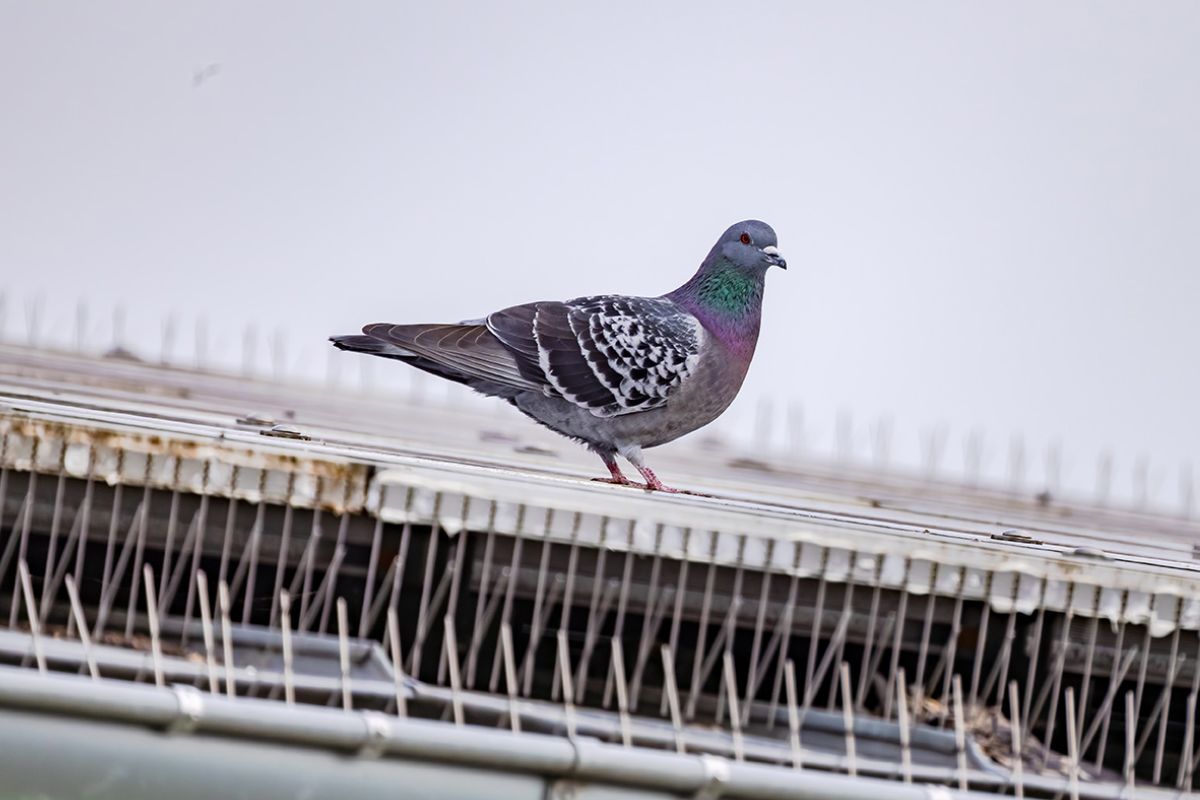 Top Bird Proofing Methods for Australian Properties