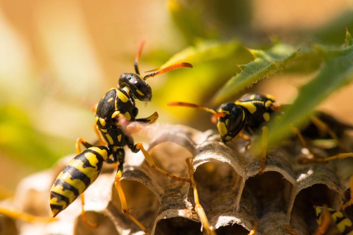 The Risks of Ignoring a Wasp Infestation in Your Backyard