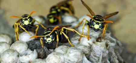 How to Safely Remove Wasps from Your Home