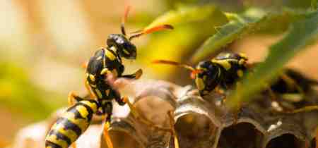 The Risks of Ignoring a Wasp Infestation in Your Backyard