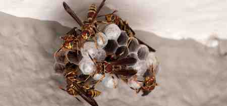 How Much Does a Wasp Nest Removal Cost?