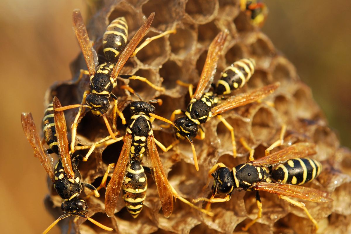 How to control European Wasps?