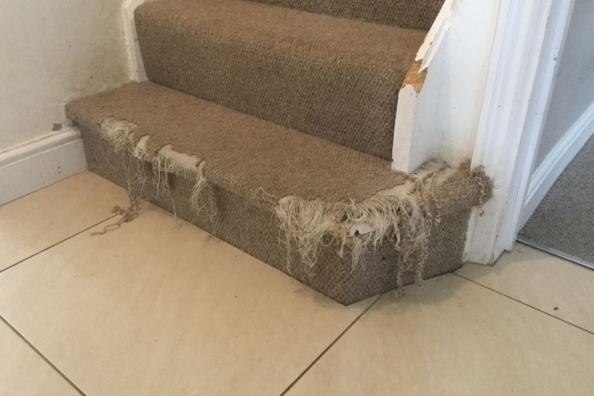 Carpet Repair vs Carpet Replacement: Which is Right for You?