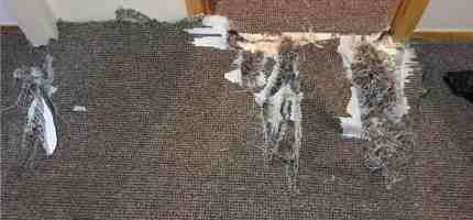 Seasonal Carpet Care and Repair Tips for Australian Homes