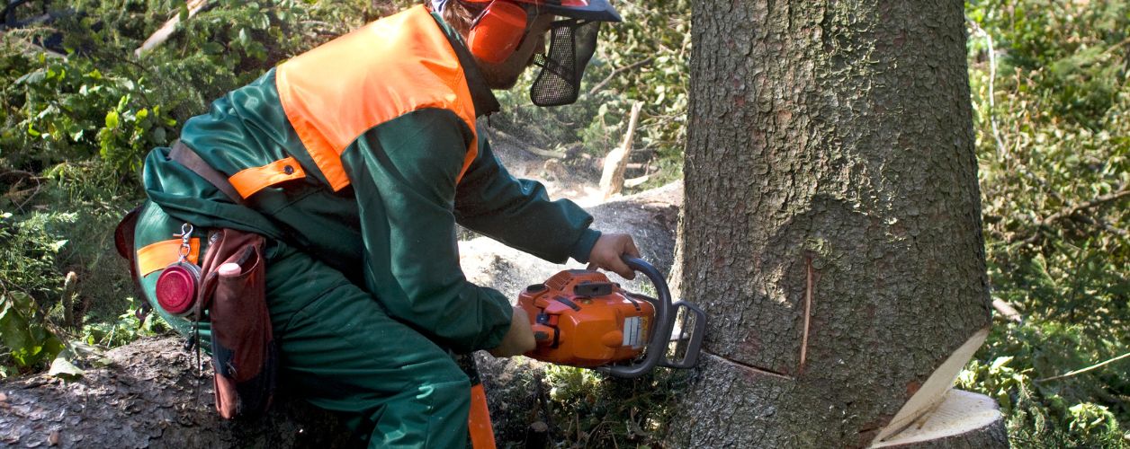 How Much Does A Tree Surgeon Cost? [2025]