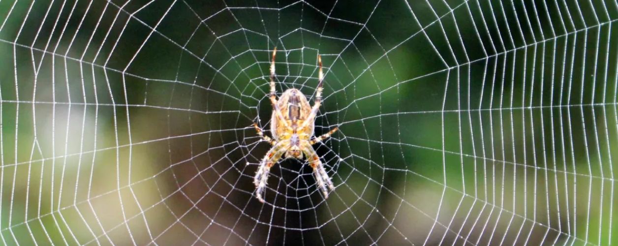 How much spider control costs in Australia