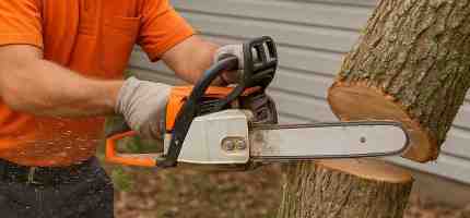How Much Does Tree Removal Costs?