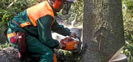 How Much Does A Tree Surgeon Cost? [2026]
