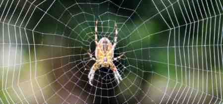 How much spider control costs in Australia