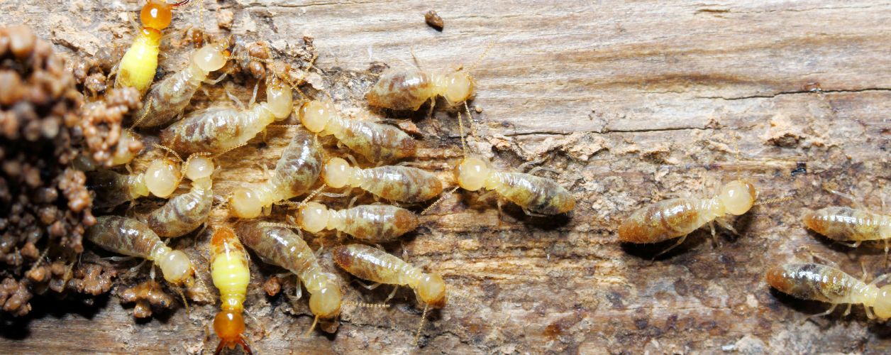 How Much Does a Termite Inspection Cost?