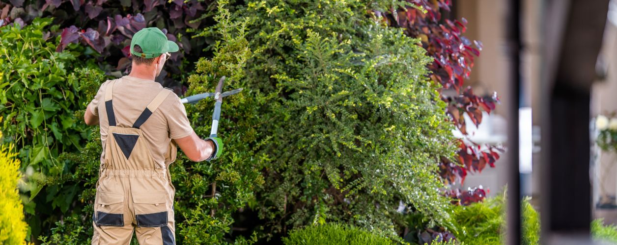 11 Dangerous Trees you Should Never Plant in Your Yard