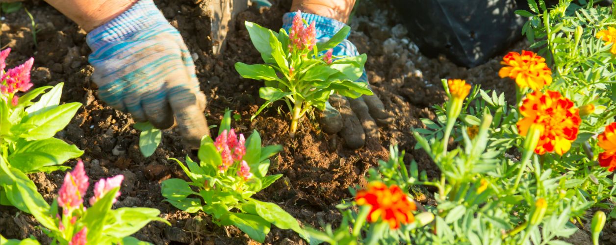 Top Winter Flowering Plants to Brighten Your Garden in Australia