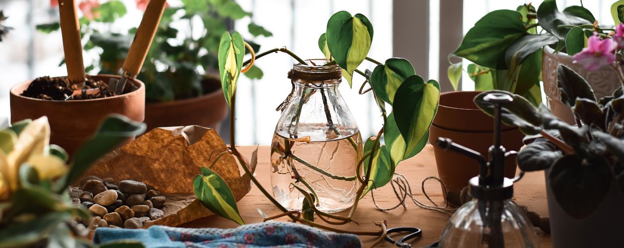 Best Plants That Grow from Cuttings: Easy Propagation Guide