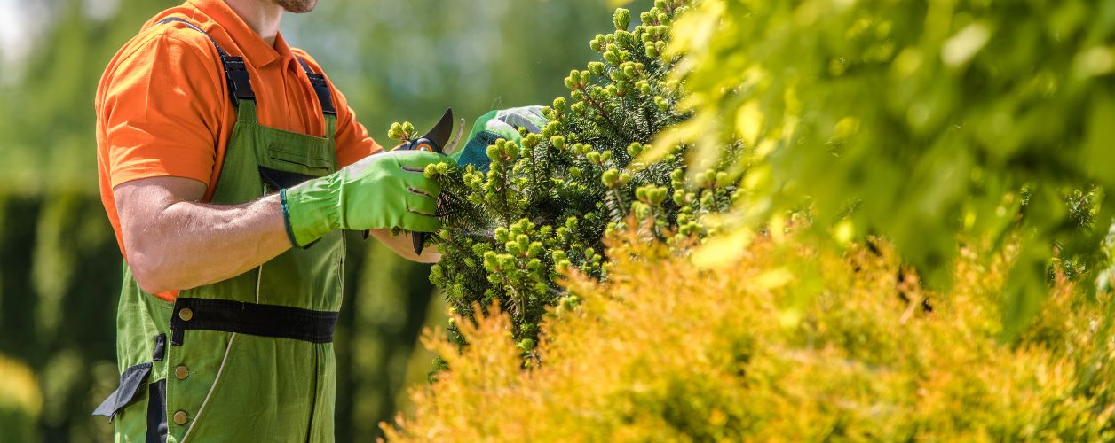 Top 10 Low-Maintenance Plants for Easy Gardening