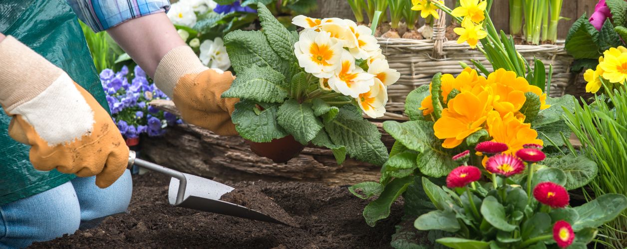 What Flowers to Plant in Autumn? A Seasonal Planting Guide