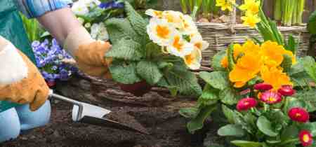 What Flowers to Plant in Autumn? A Seasonal Planting Guide