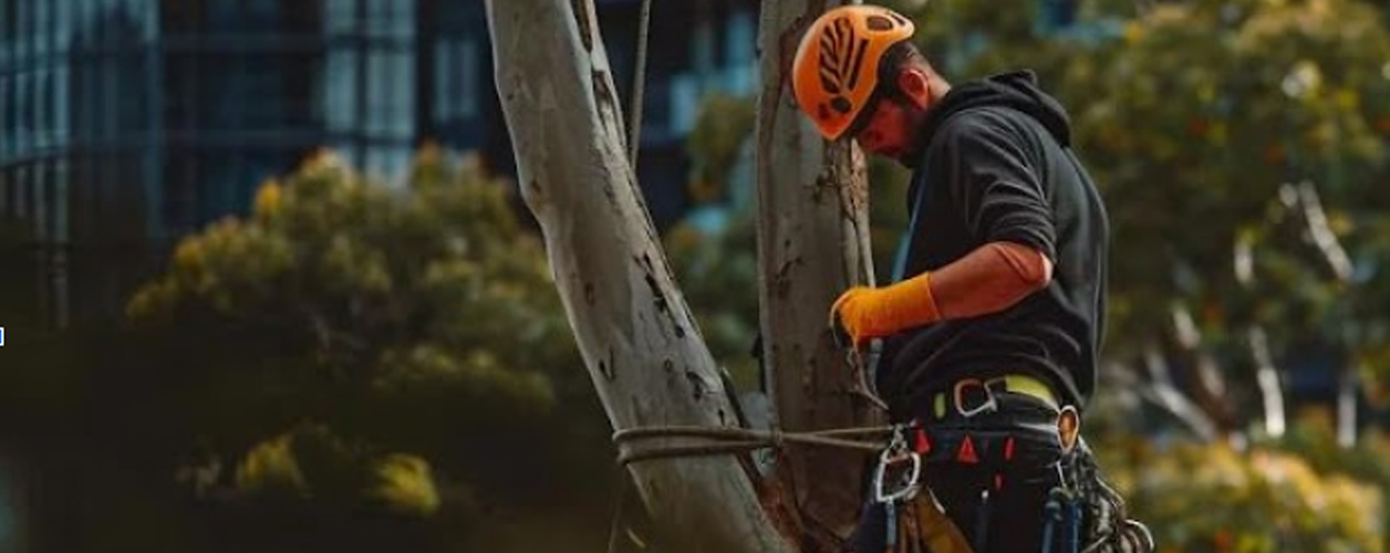 Arborist Services Sydney: Expert Tree Care, Removal, and Maintenance Solutions