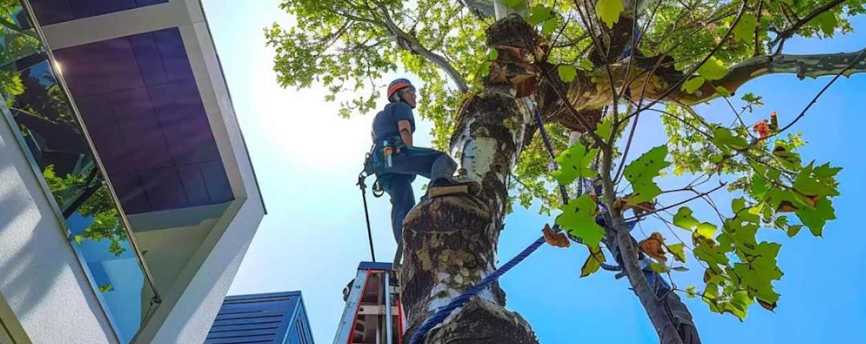 Tree Pruning Services Brisbane: Expert Solutions for Healthy and Safe Trees