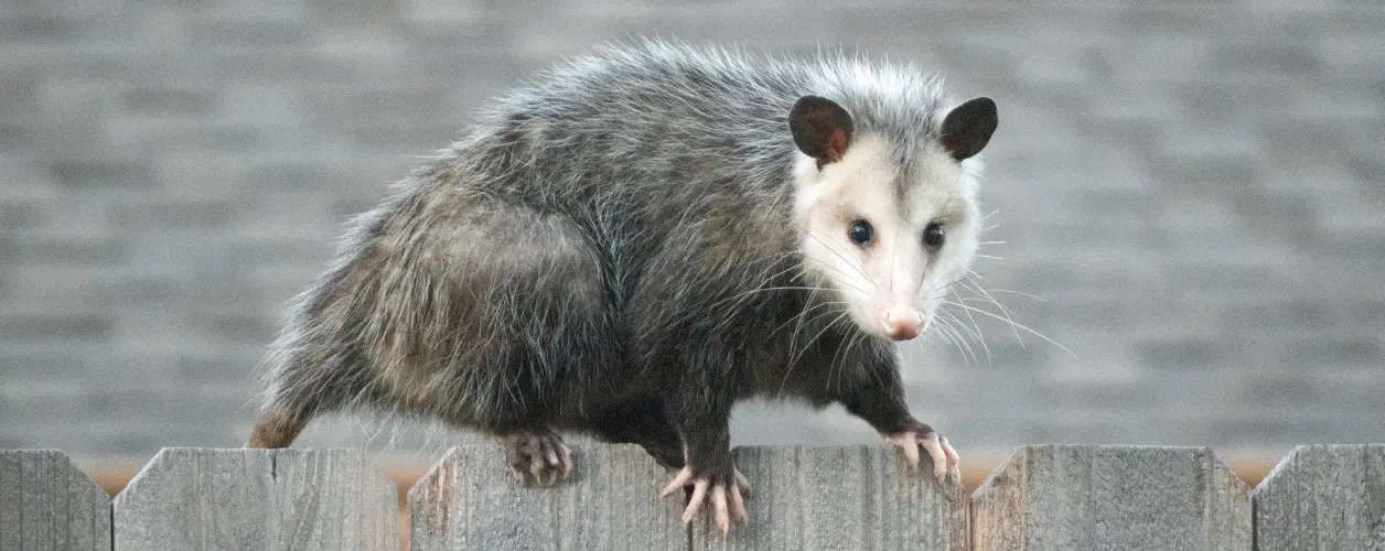 Dangers of Leaving Possums in Your Walls