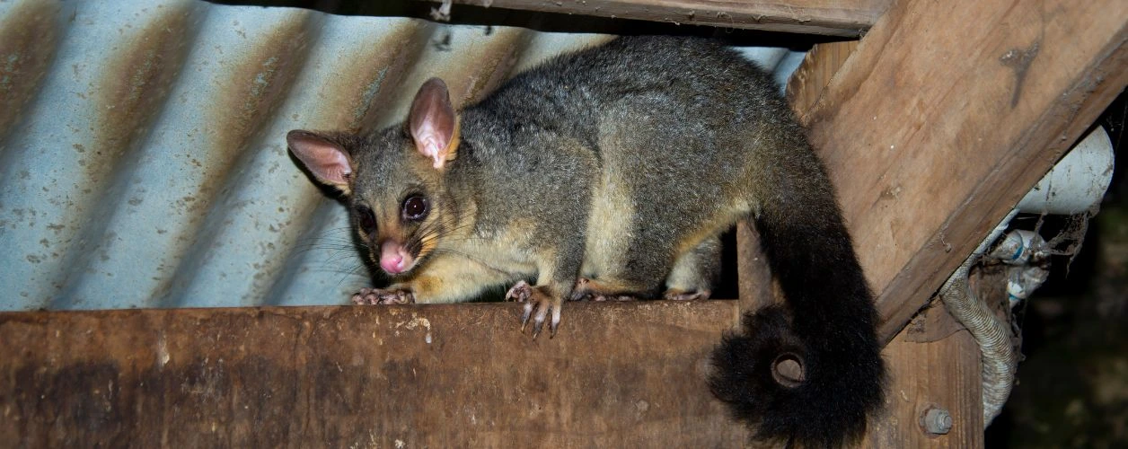 How To Possum-Proof Your Roof