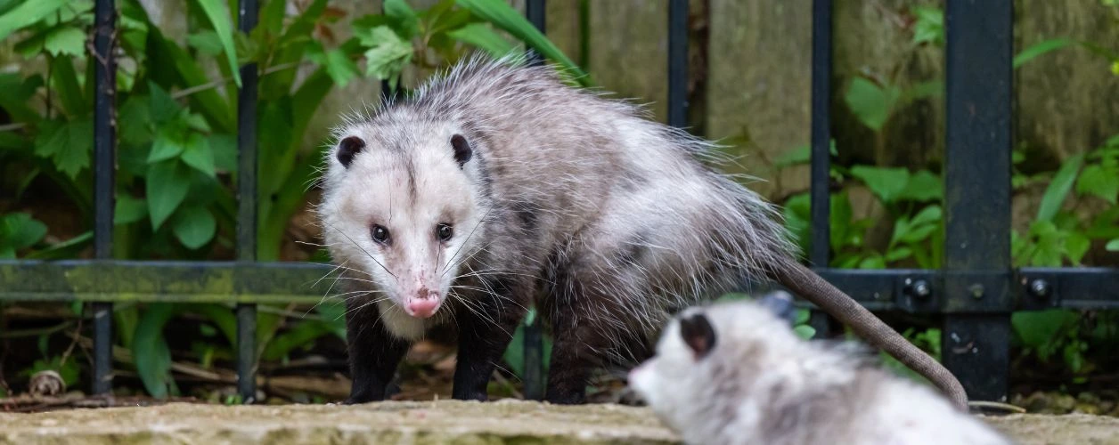 Possum Droppings – How To Tell The Difference Between Rat & Possum Droppings