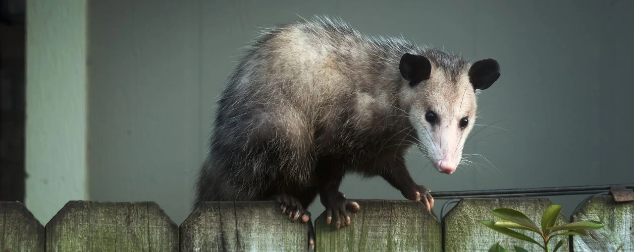 Can You Keep A Possum As A Pet?