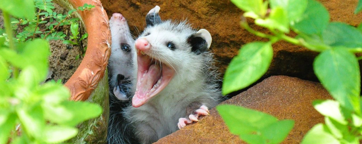 Do Possums Play Dead? - What It Means And Why They Do It
