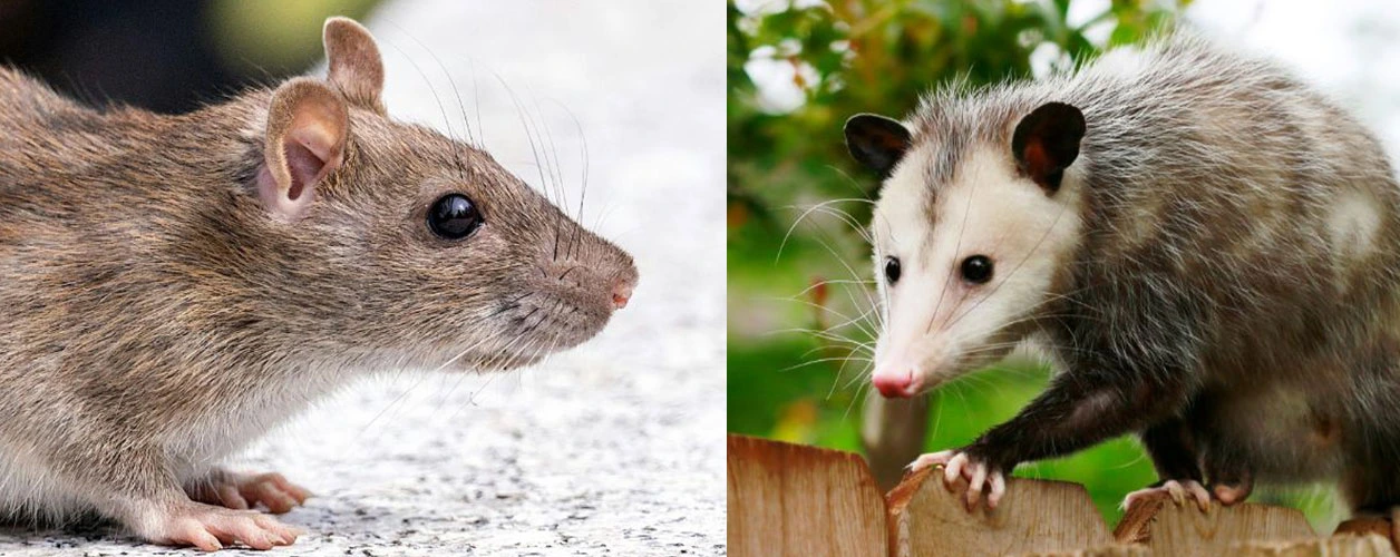Difference Between Possum And Rat