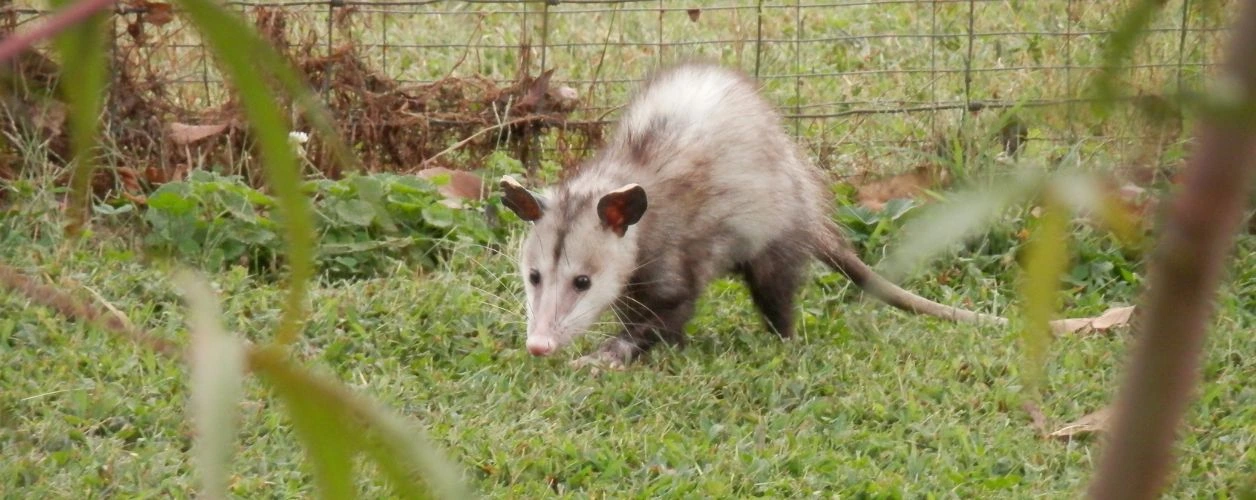 Foods That Are Poisonous To Possums
