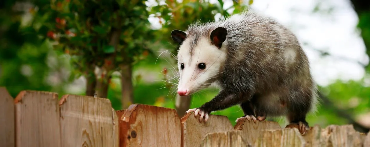 Why Possums Are Protected By Law In Australia (And Related Rules)