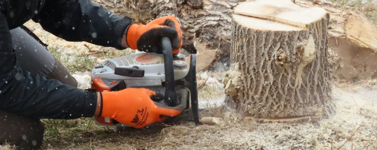 How Much Does Tree Stump Removal Cost?