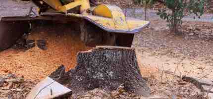 How Much Does Stump Grinding Cost?